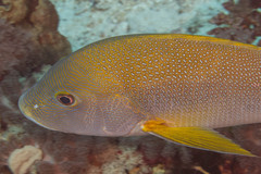 Lutjanus rivulatus