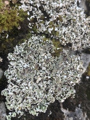 Cladonia dahliana