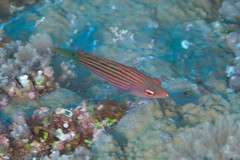 Pseudocheilinus hexataenia