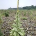 Verbascum thapsus - Photo (c) Hitoshi WATANABE 渡辺仁,  זכויות יוצרים חלקיות (CC BY-NC), הועלה על ידי Hitoshi WATANABE 渡辺仁