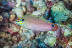 Halichoeres melasmapomus