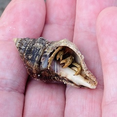 Stramonita canaliculata