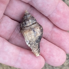 Stramonita canaliculata