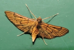 Tatobotys janapalis