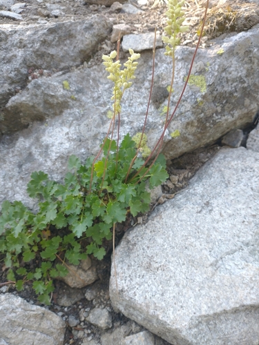 Image of Gooseberry-Leaf Alumroot (Heuchera grossulariifolia) by no rights reserved