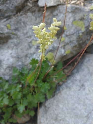 Image of Heuchera grossulariifolia by no rights reserved