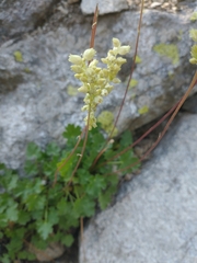 Heuchera grossulariifolia