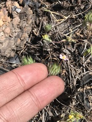 Leptosiphon ciliatus