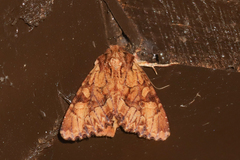 Apamea atriclava
