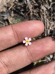 Leptosiphon ciliatus