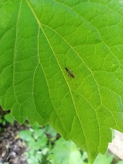Pseudomyrmex gracilis