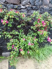 Bougainvillea