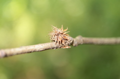 Dryocosmus floridensis