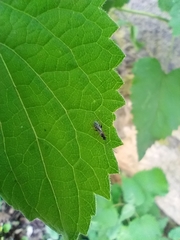 Pseudomyrmex gracilis
