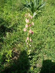 Fritillaria persica
