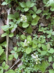 Pyrola elliptica