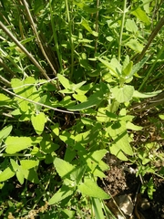 Nepeta curviflora