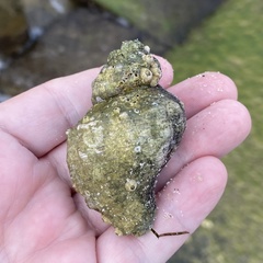 Stramonita canaliculata