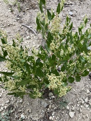 Koenigia phytolaccifolia