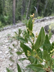 Koenigia phytolaccifolia