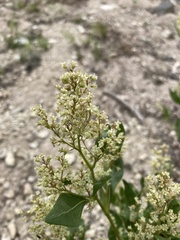 Koenigia phytolaccifolia