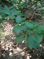 Styrax officinalis