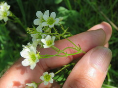 Saxifraga hypnoides