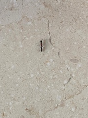 Pseudomyrmecinae