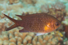 Chromis xanthochira