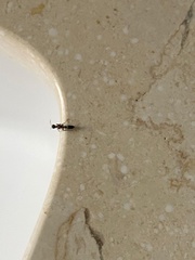 Pseudomyrmecinae