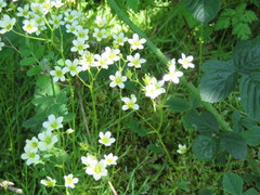 Saxifraga hypnoides