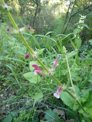 Salvia hierosolymitana