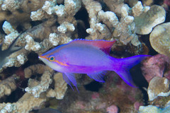 Mirolabrichthys tuka