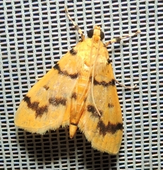 Dichocrocis clytusalis