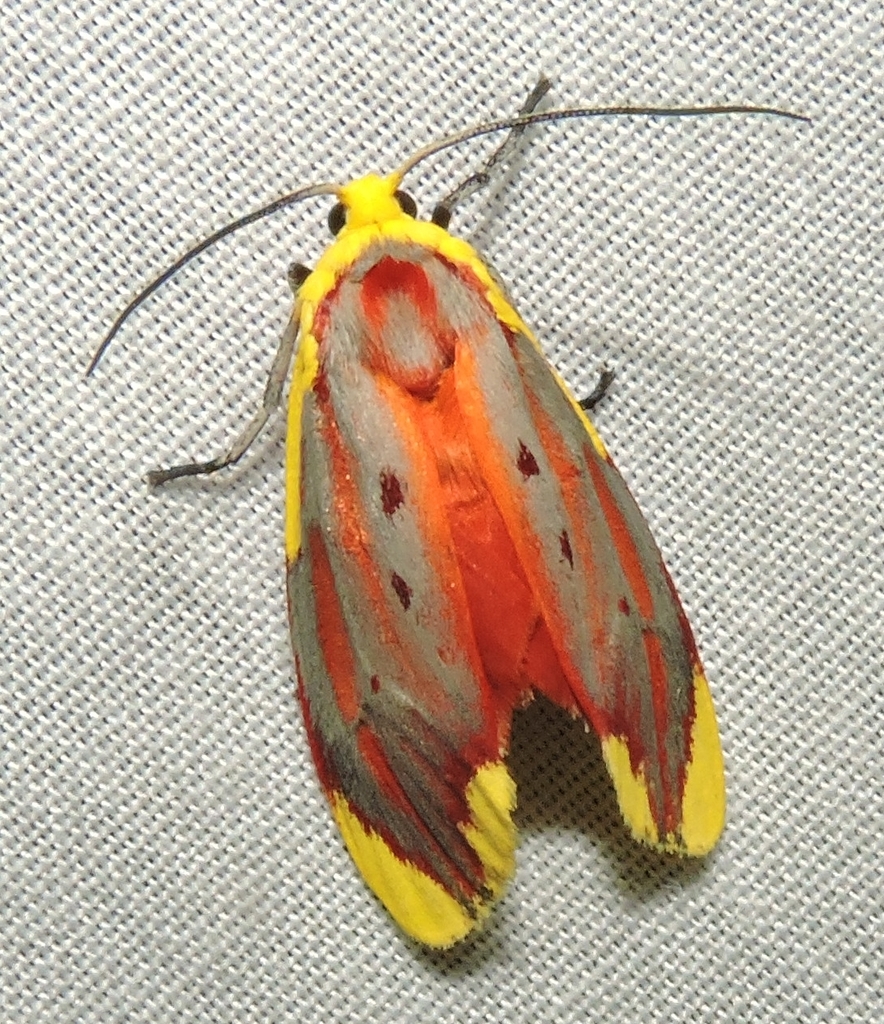 Lactura