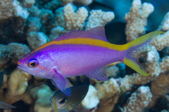 Mirolabrichthys tuka