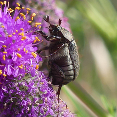 Phyllophaga lanceolata