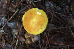 Amanita flavivolva image