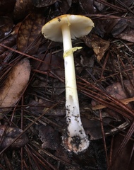 Amanita flavivolva image
