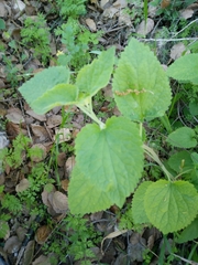 Scutellaria brevibracteata
