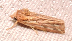 Meyrickella torquesauria