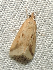 Achyra massalis