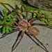 Large Brown Vagrant Spider - Photo (c) Steve Kerr, some rights reserved (CC BY), uploaded by Steve Kerr
