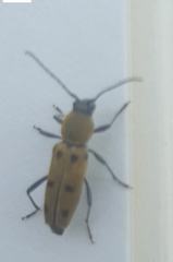 Chlorophorus glabromaculatus