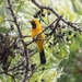 Western Hooded Oriole - Photo (c) Andrew Newmark, some rights reserved (CC BY-NC), uploaded by Andrew Newmark
