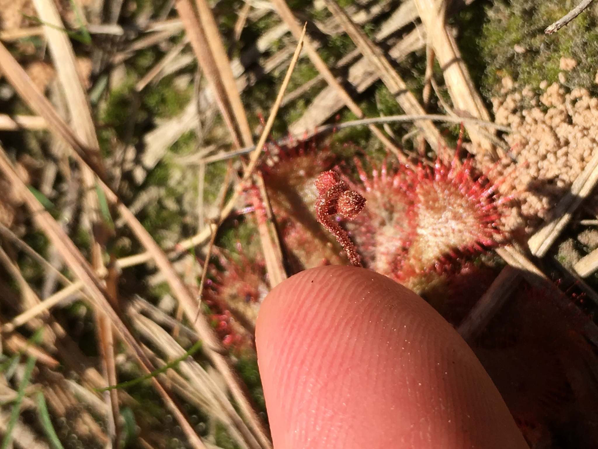 Drosera brevifolia Pursh 3