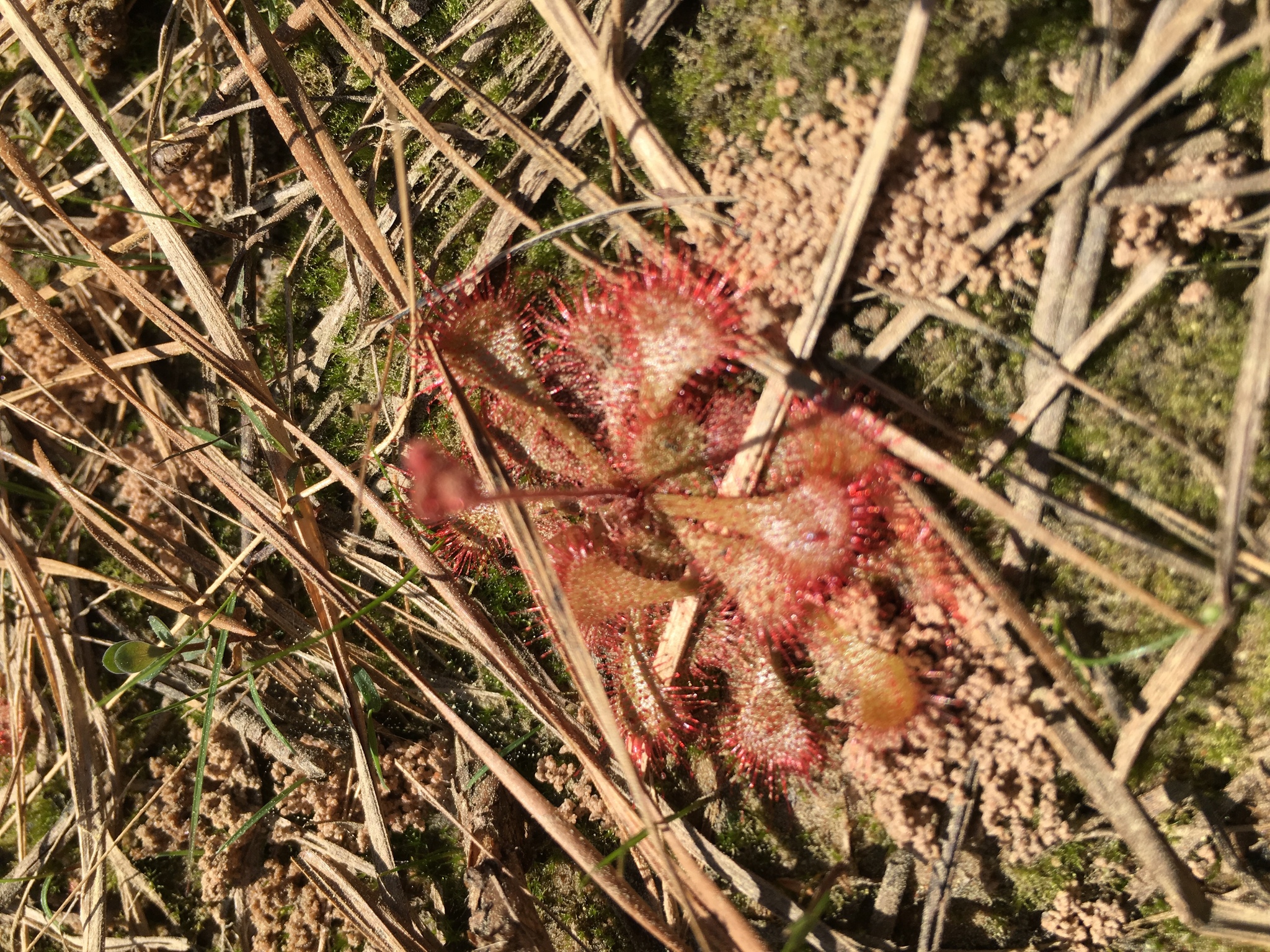Drosera brevifolia Pursh 2