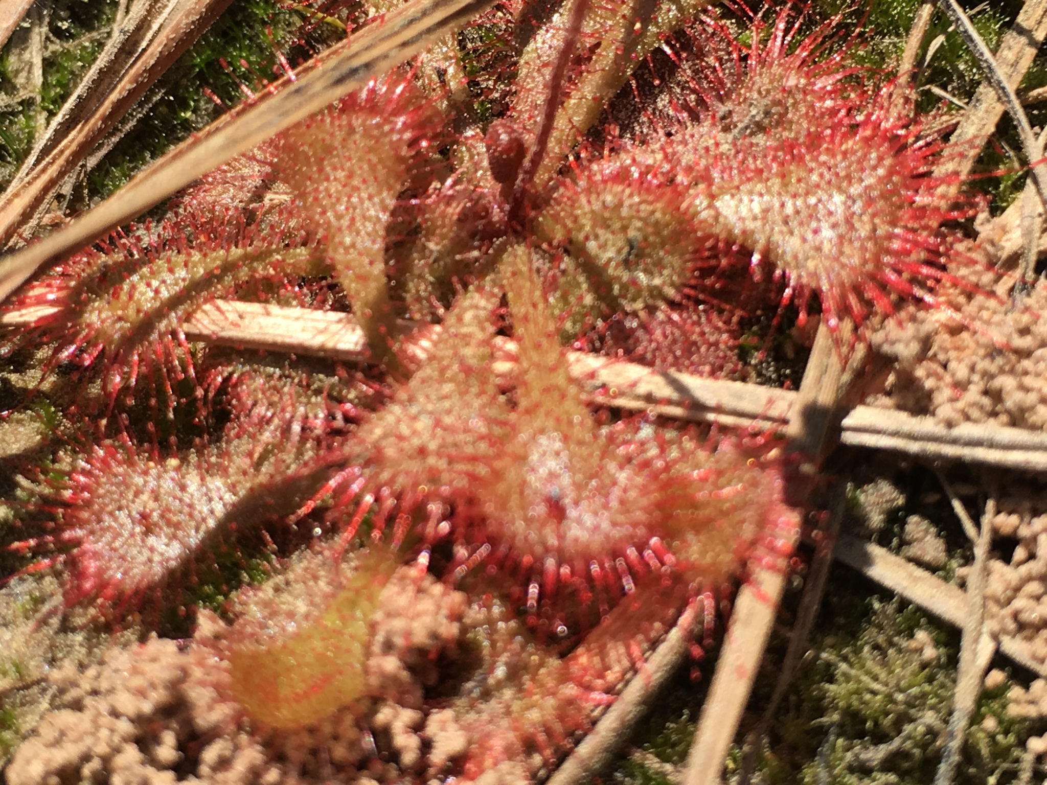 Drosera brevifolia Pursh