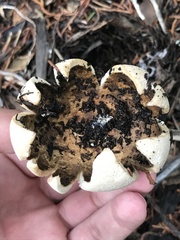 Myriostoma