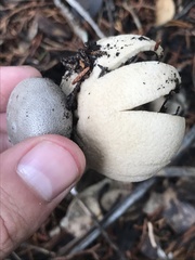 Myriostoma